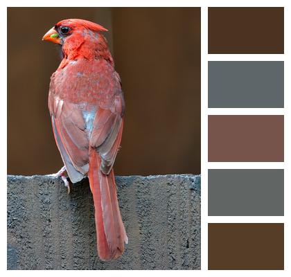 Cardinal Red Cardinal Northern Cardinal Image